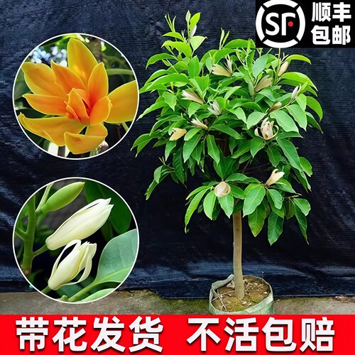 白兰花玉兰树苗易活客厅卧室