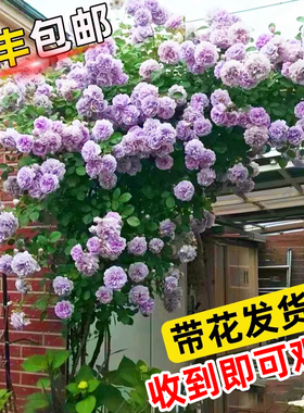 蓝色阴雨爬藤月季花苗蔷薇藤本植物带花苞特大苗玫瑰盆栽庭院花卉