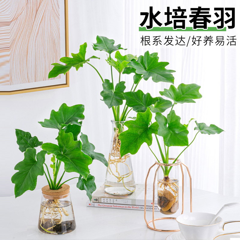 水培植物春羽盆栽大叶龙鳞春雨
