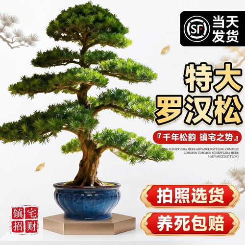 特大罗汉松真树盆景旺宅风水