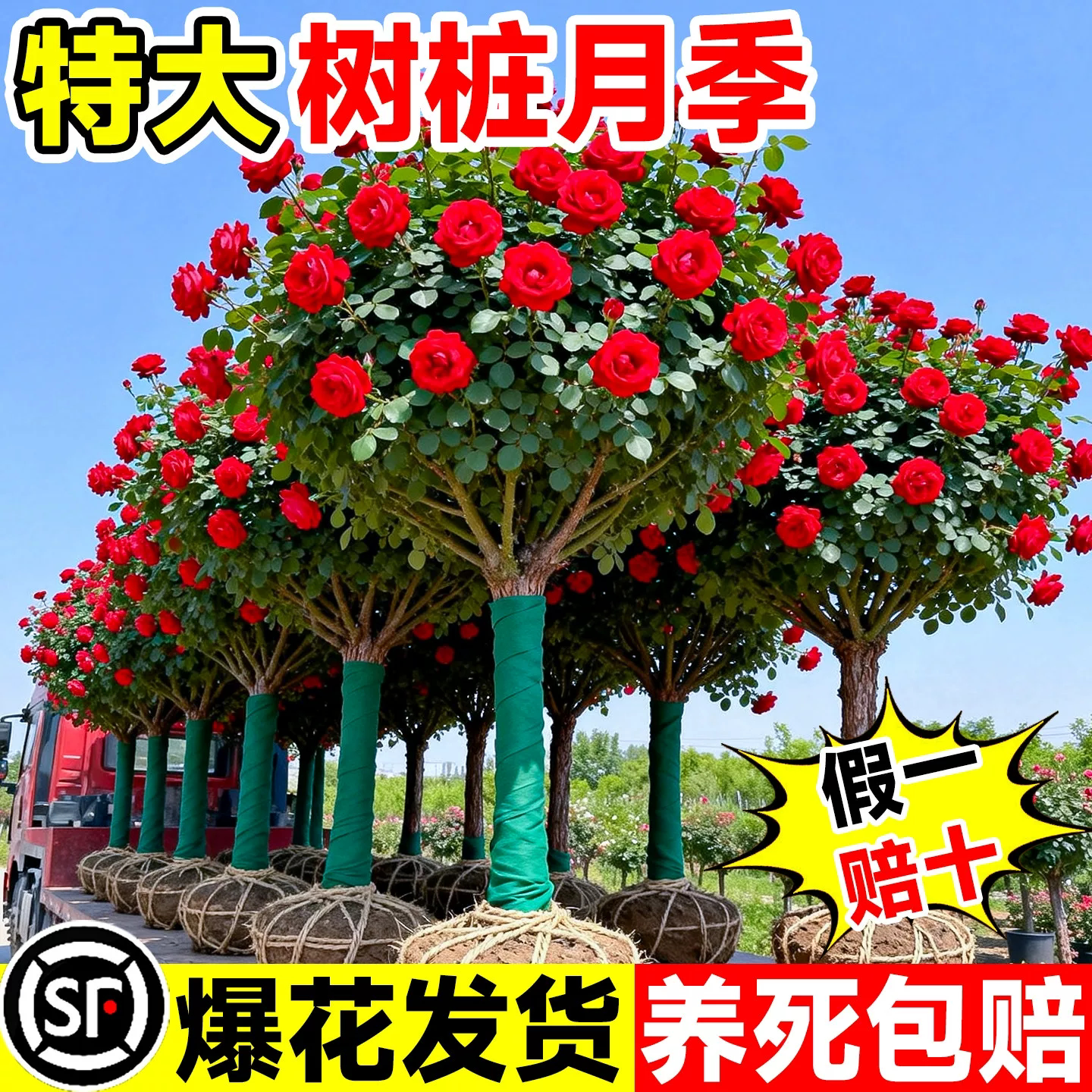 红色棒棒糖树桩月季花苗盆栽花卉庭院特大老桩玫瑰花树苗四季植物