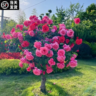 大型月季树大花浓香四季开花卉植物树形树状树桩玫瑰花苗别墅庭院