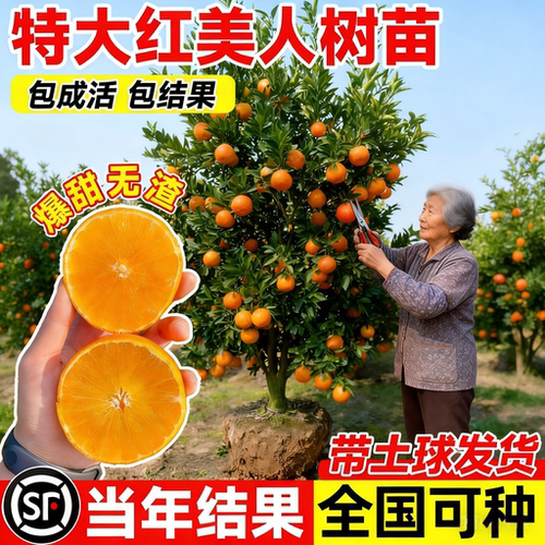 正宗象山红美人柑橘嫁接树苗南方种植砂糖桔子果苗爱媛28号果冻橙