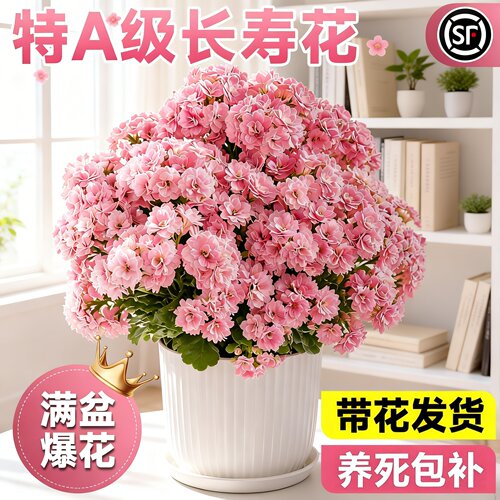 长寿花盆栽重瓣大花四季开花好养