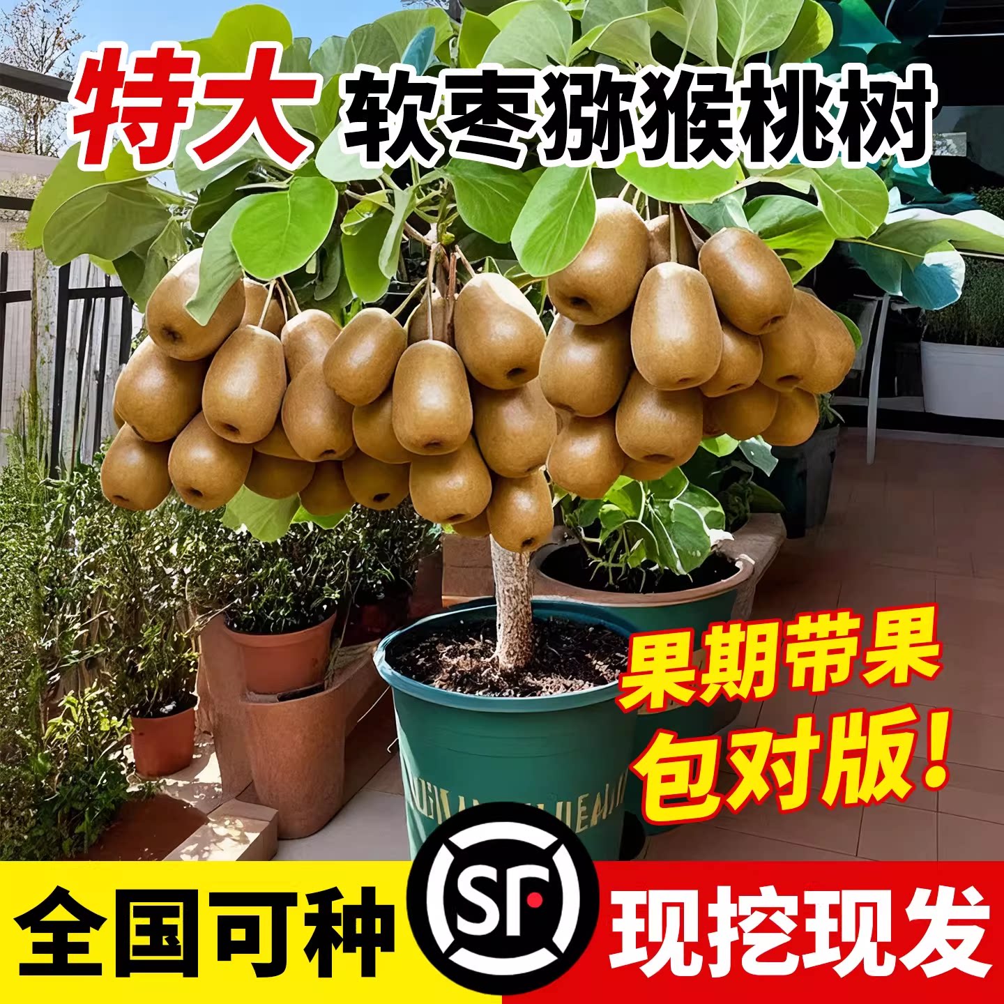 猕猴桃树果苗红肉软枣猕猴桃苗图片