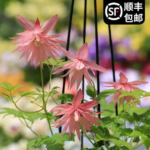 乡村玫瑰铁线莲盆栽苗庭院阳台丰花爬藤阳台花卉盆栽大花多季易活