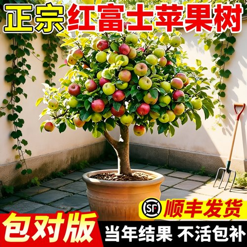 红富士苹果嫁接苗当年结果