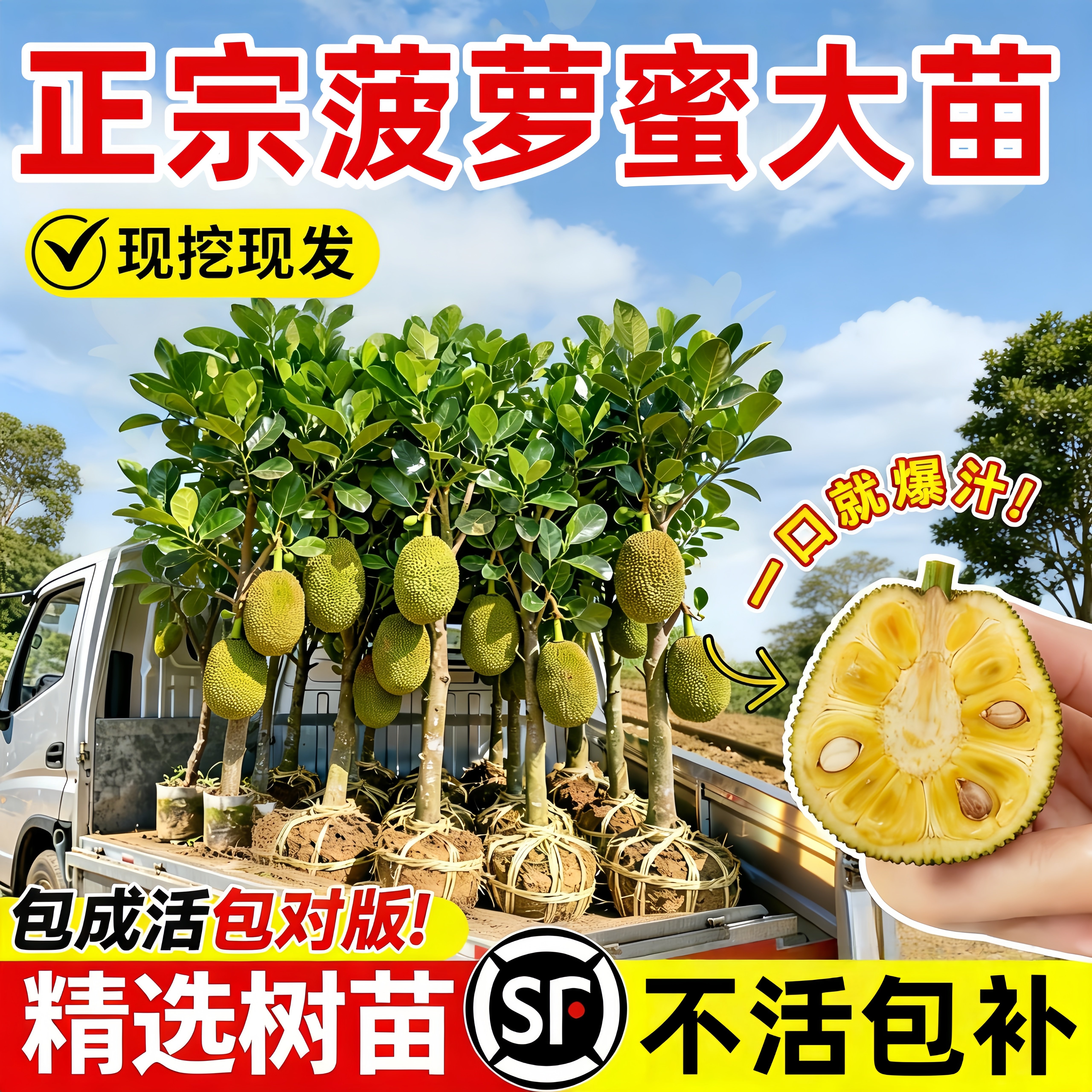 菠萝蜜嫁接果苗当年结果耐寒好养图片