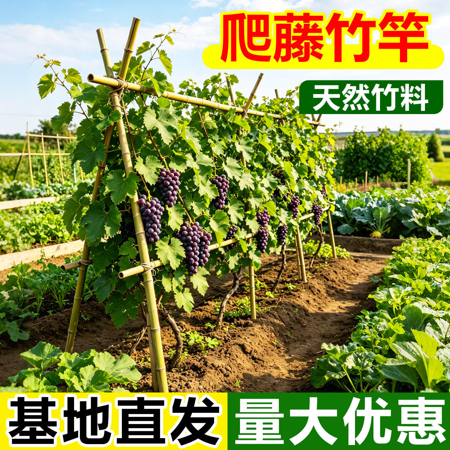 爬藤竹竿菜地架菜园蔬菜豆角黄瓜搭架竹篱笆栅栏小竹子细竹葡萄架