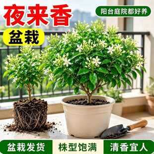 夜来香盆栽树苗室内外四季种植好养易活驱蚊植物庭院阳台花卉老桩
