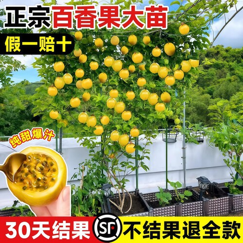 黄金钦蜜9号百香果嫁接大苗