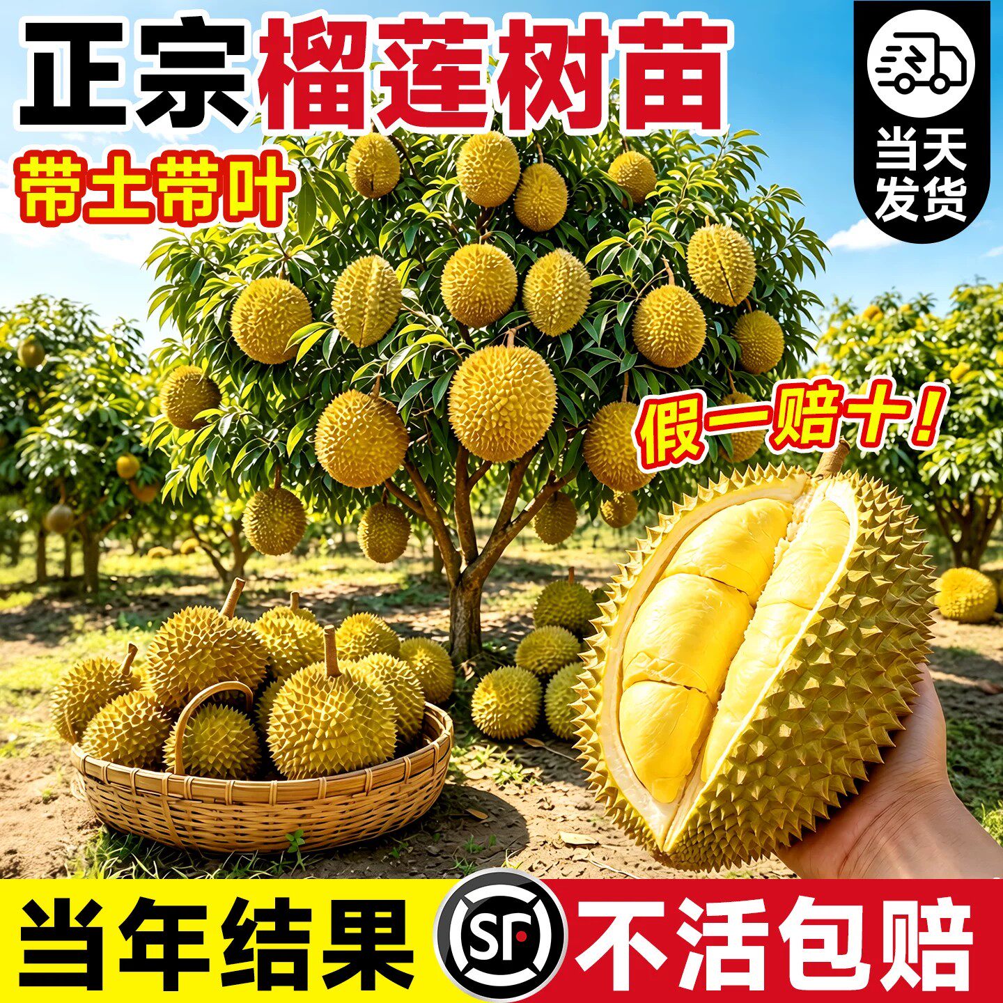 金枕榴莲树果苗南北方种植猫山王耐寒嫁接盆栽地栽广西正宗果树苗