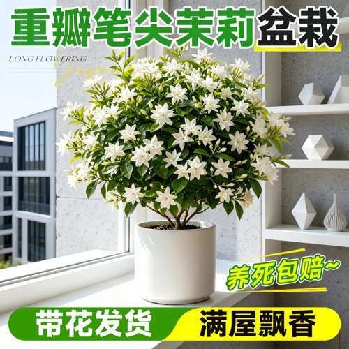 重瓣笔尖茉莉盆栽四季开花好养