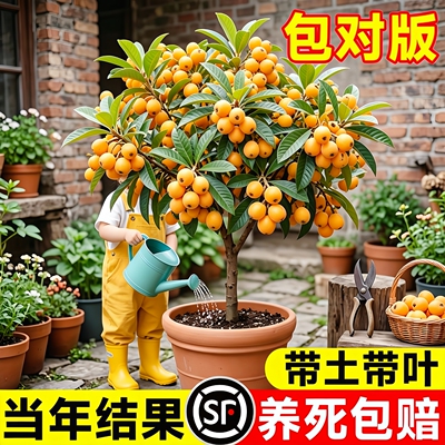 枇杷树苗无核大果嫁接当年结果