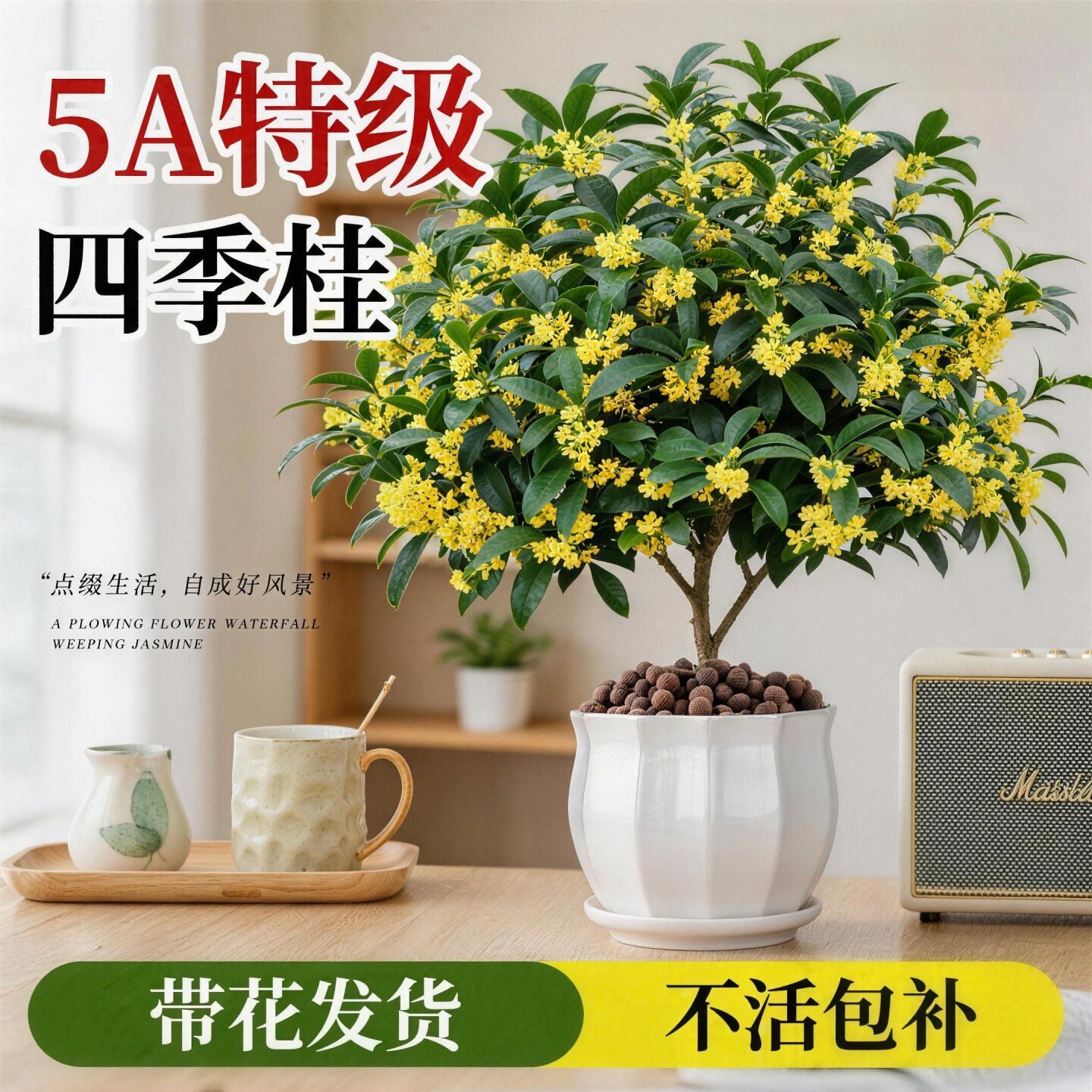 桂花树苗盆栽室内阳台四季开花卉八月浓香型庭院客厅绿植物好养