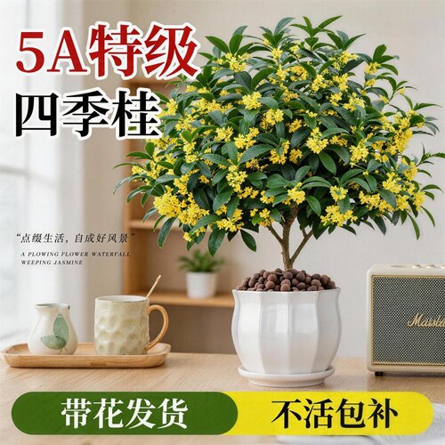 盆栽桂花树苗浓香四季开好养