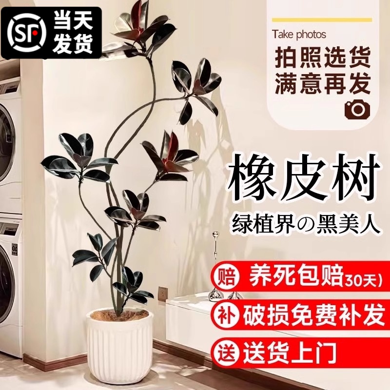 黑金刚橡皮树客厅大盆栽绿植老桩真树办公室内大型植物造型落地式