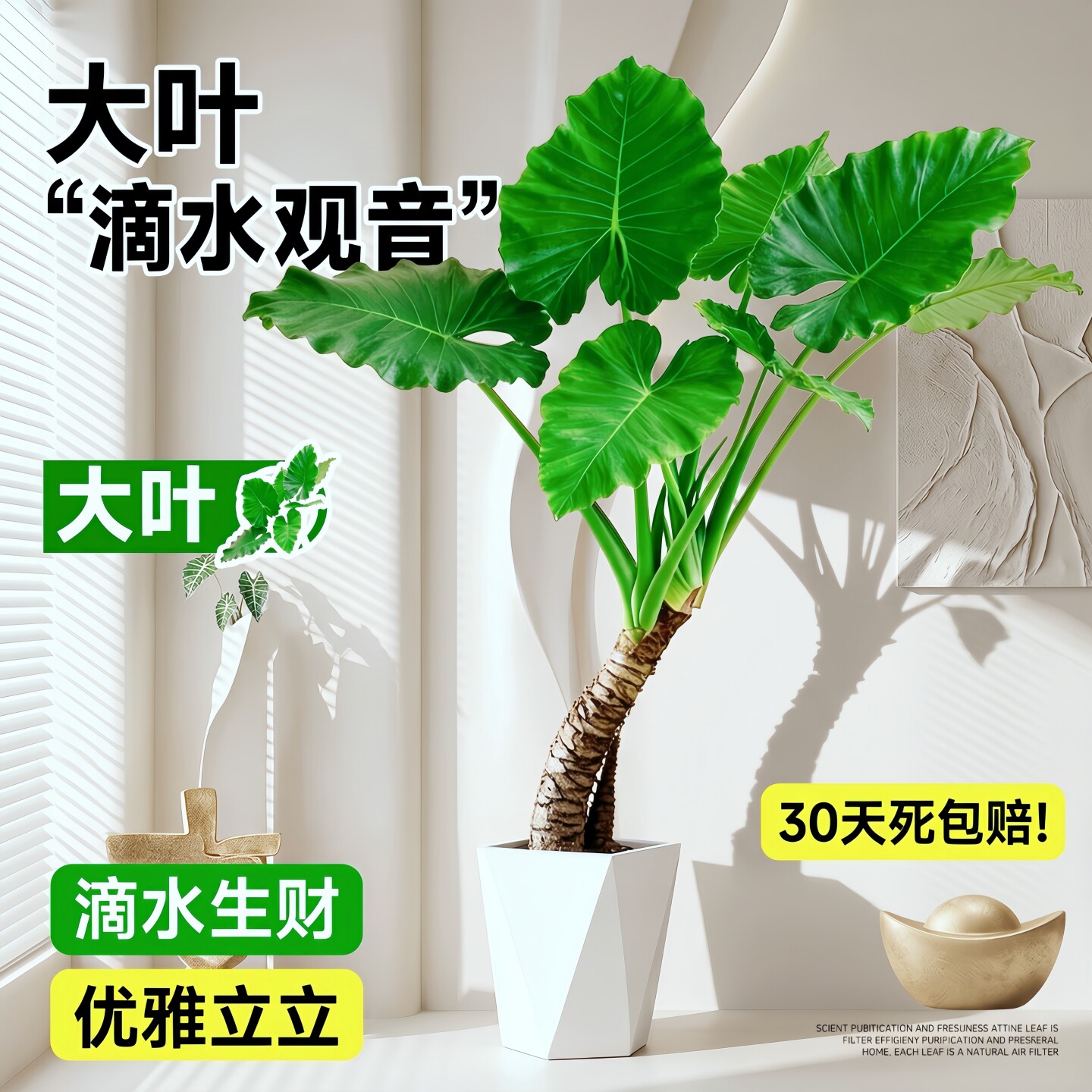 滴水观音高级感室内绿植物客厅大盆栽落地大号懒人适合好养活的花