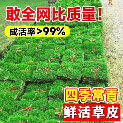 带泥土草皮真草坪别墅花园绿化免修剪果岭草台湾草马尼拉草皮带土