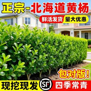 冬青树苗北海道黄杨四季常青耐寒绿化篱笆庭院围墙丛生大叶绿植物