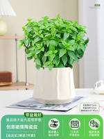 Basil potted plants are edible. Fresh large-leaf golden plants can be used for indoor garden rosemary and mosquito-repellent green plants thumbnail 7