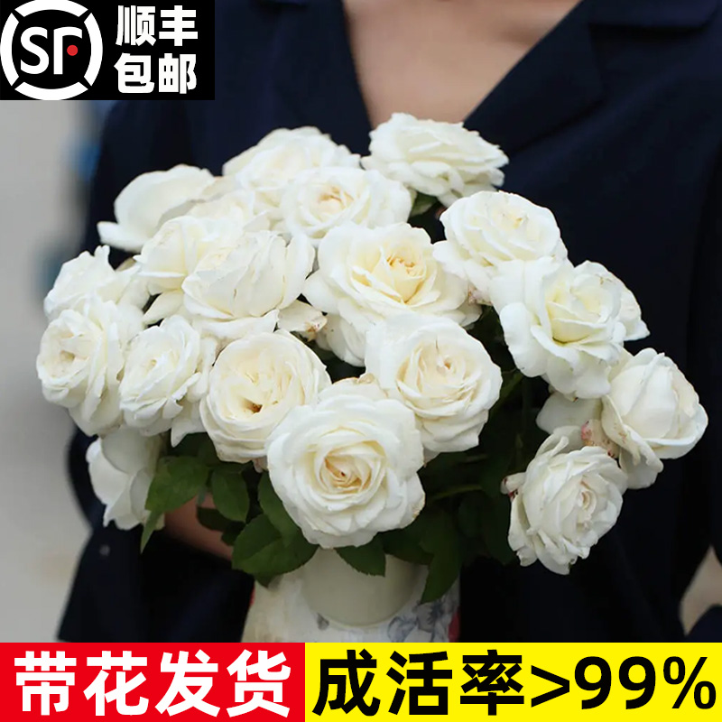 浓香月季花苗珍妮莫罗四季大花