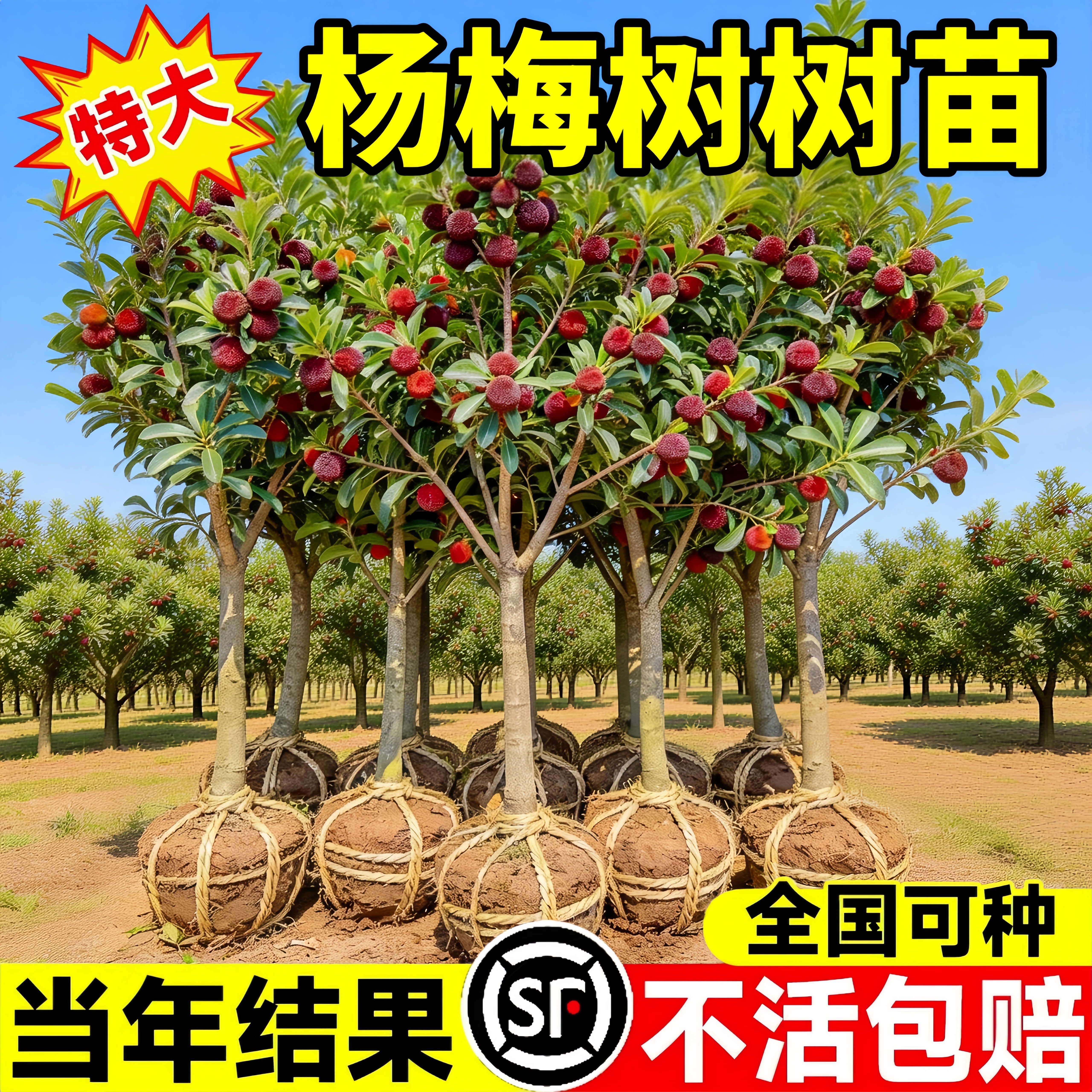 特大杨梅树树苗东魁黑炭嫁接苗南北方庭院阳台种植盆地栽当年结果