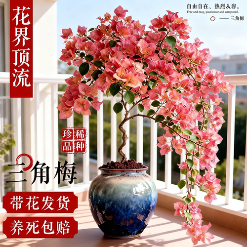 三角梅老桩盆栽带苞不甜西瓜日落