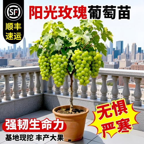 阳光玫瑰葡萄盆栽当年果好养