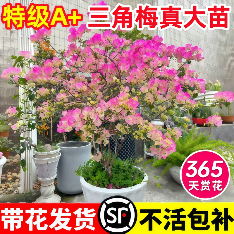 三角梅盆栽四季开花绿漳红樱爬藤