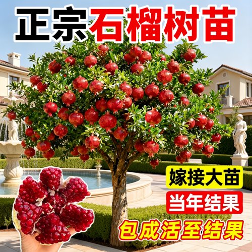 突尼斯软籽石榴苗带土当年结果
