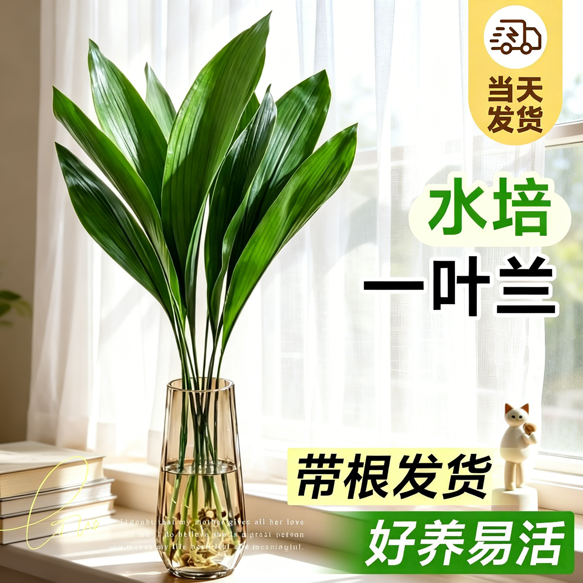 一叶兰水培植物盆栽室内桌面无土纯水培绿植花卉四季常青耐阴好养