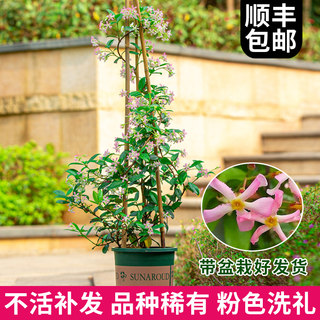 粉色风车茉莉爬藤植物垂丝络石藤四季开花卉盆栽室内阳台常青绿植