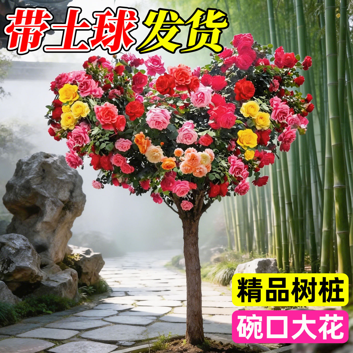 棒棒糖月季树盆栽四季花卉地栽庭院室外花园植物特大树桩月季老桩