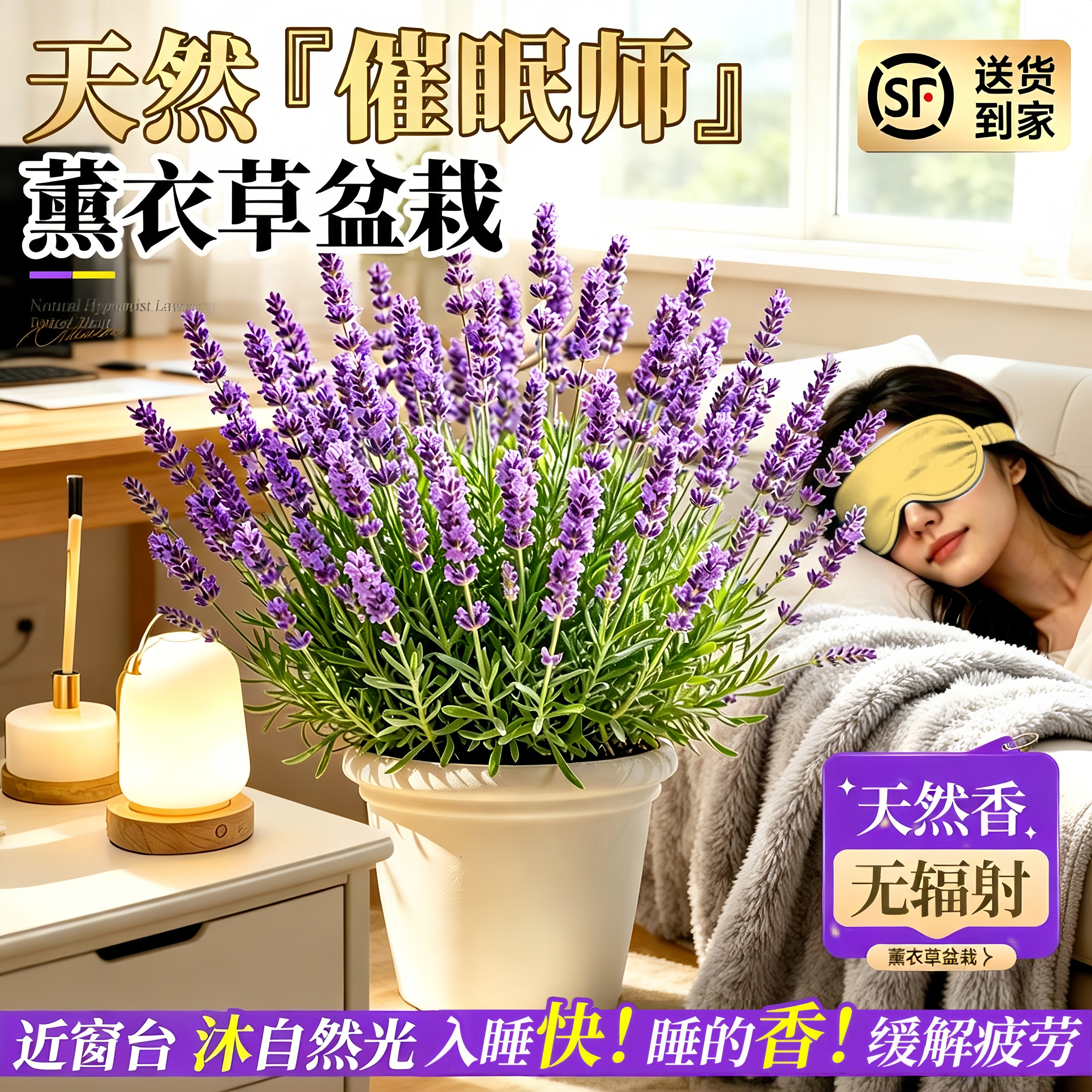 薰衣草香薰助眠盆栽带花苗室内外桌面好养绿植驱蚊驱虫植物鲜花卉