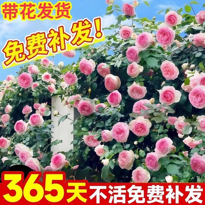 藤本月季蔷薇花爬藤大苗四季开花花卉特大浓香型室外阳台庭院盆栽,鲜花速递/花卉仿真/绿植园艺,月季/蔷薇/玫瑰,淘宝优惠券,粉丝福利购,淘宝优惠卷