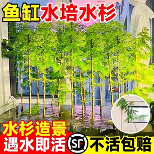 水杉水培树苗造景鱼缸龟缸水杨梅菖蒲水竹草室外池塘水生盆栽绿植
