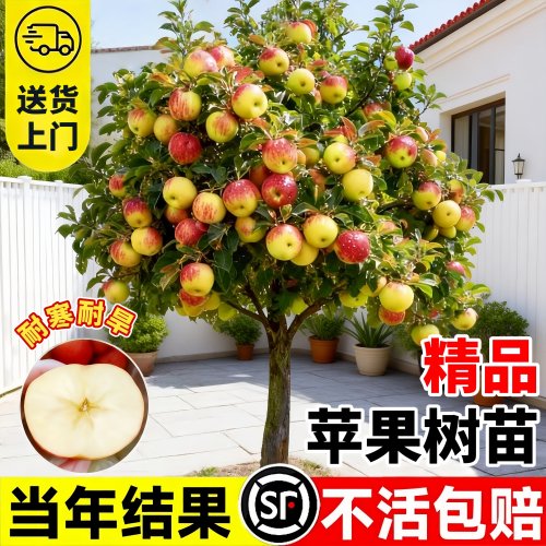 红富士苹果苗耐寒好养当年结果
