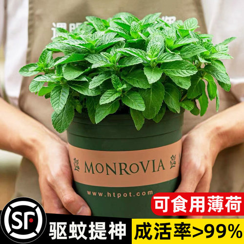 薄荷盆栽室内驱蚊绿植四季香草