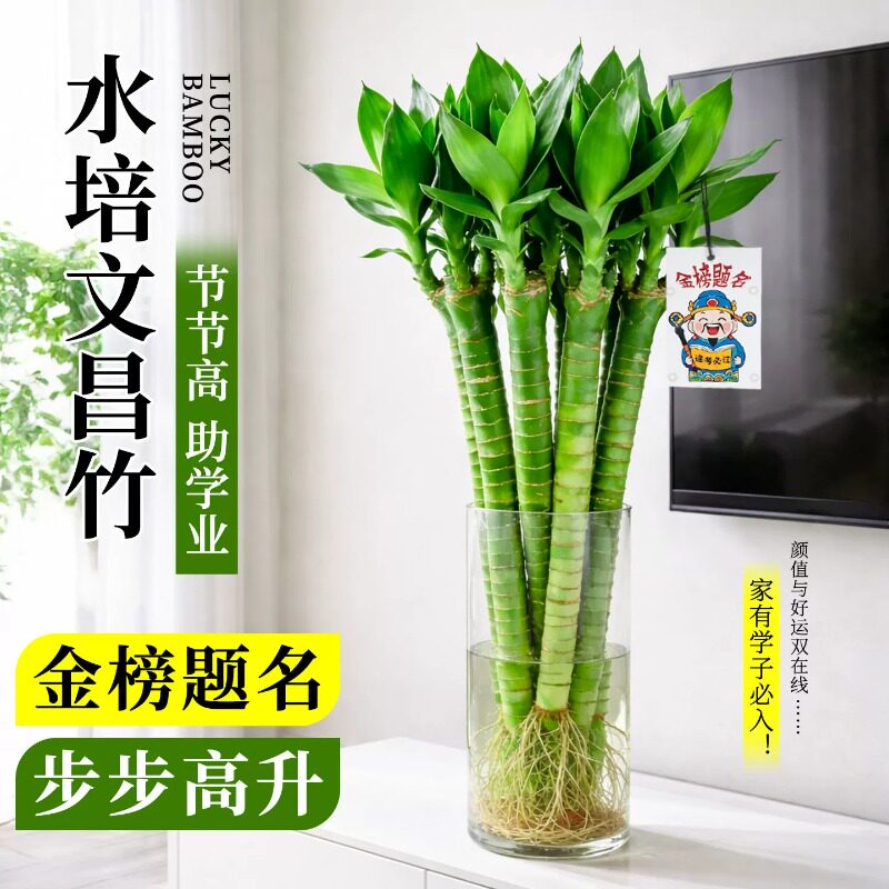 龙竹文昌竹水培带根易养招财