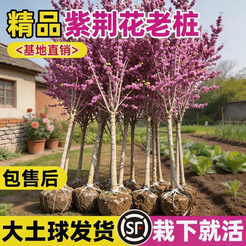 紫荆花树苗多季开花耐寒庭院绿化