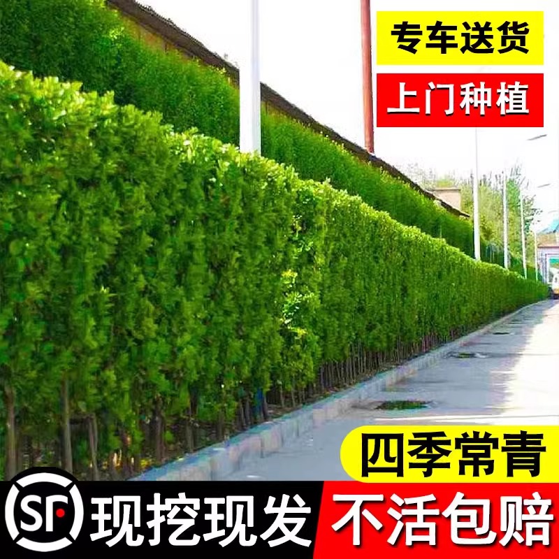 冬青树苗法国直立篱笆墙庭院围墙