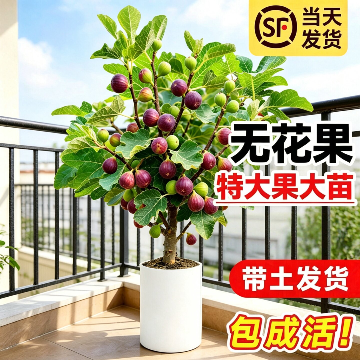 波姬红无花果盆栽矮化当年结果图片