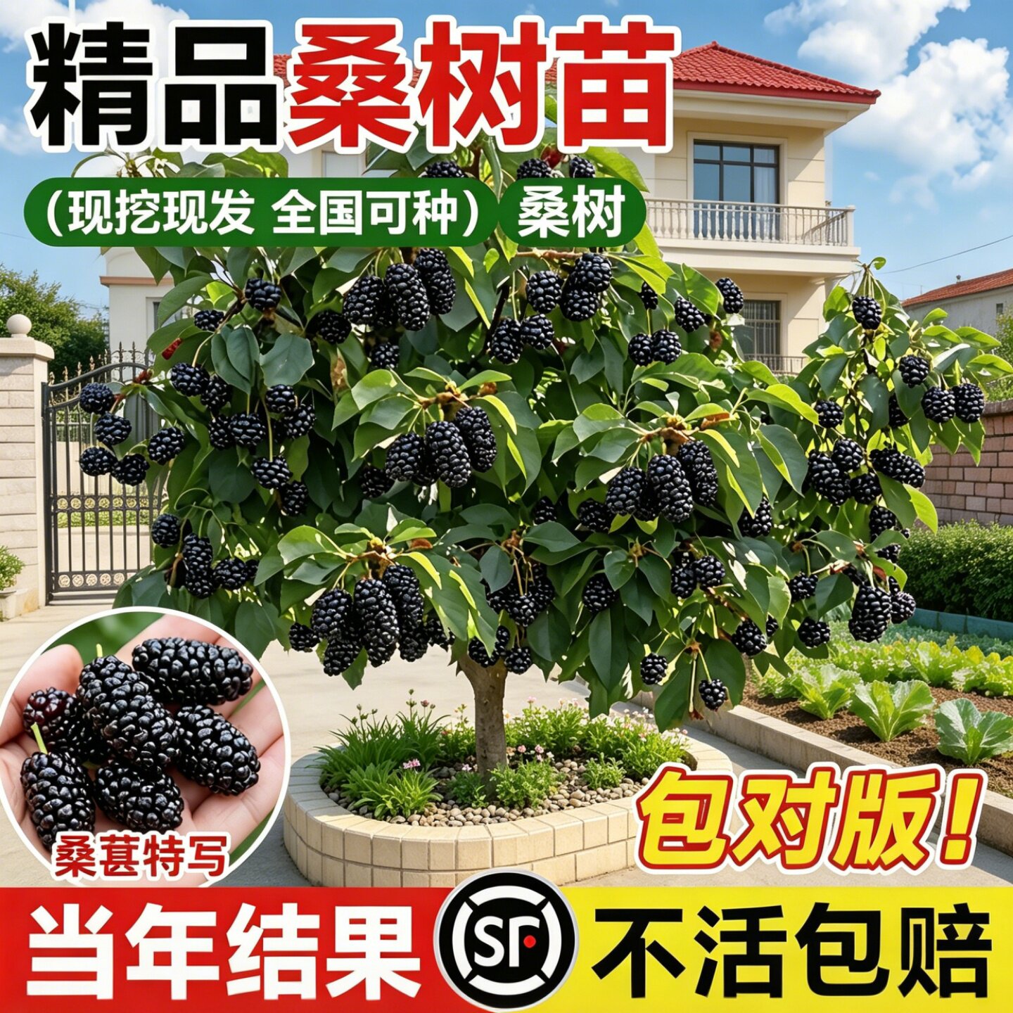 桑葚树苗果树果苗嫁接庭院地栽南北方种植桑树当年结果长果无籽