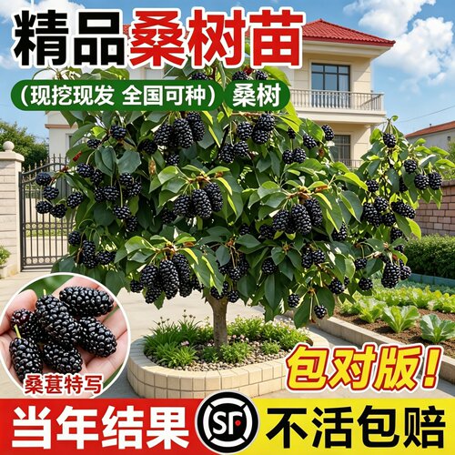 桑葚树苗嫁接无籽当年结果
