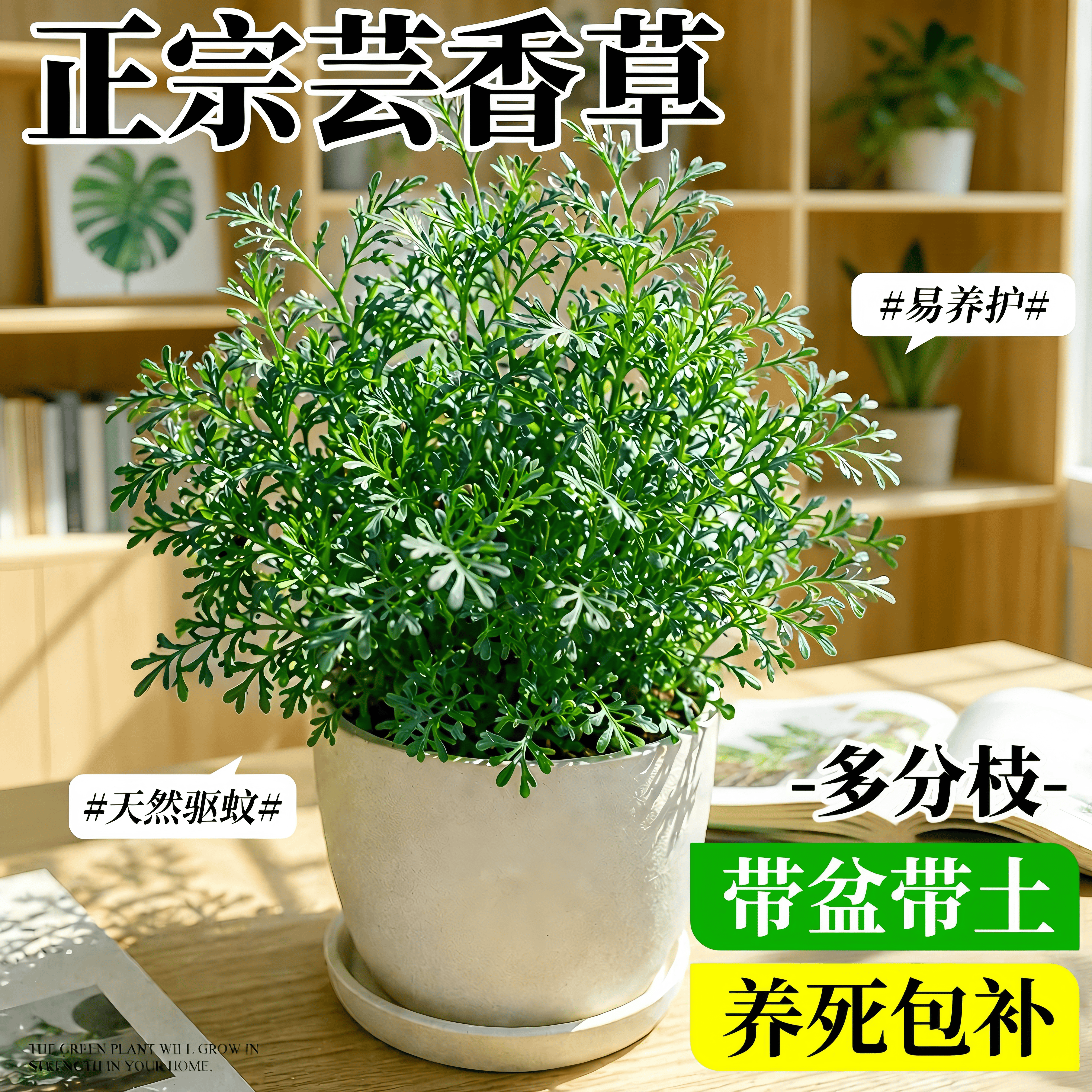 正宗臭草芸香草盆新鲜可食用艾香草绿豆糖水四季阳台庭院驱蚊植物