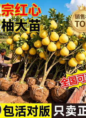 红心蜜柚沙田柚嫁接盆栽实果