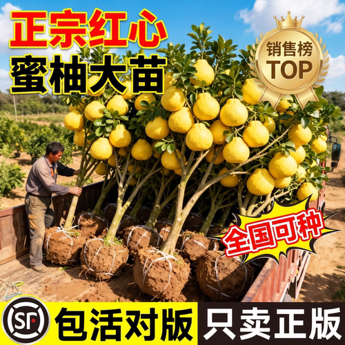 红心蜜柚沙田柚嫁接盆栽实果