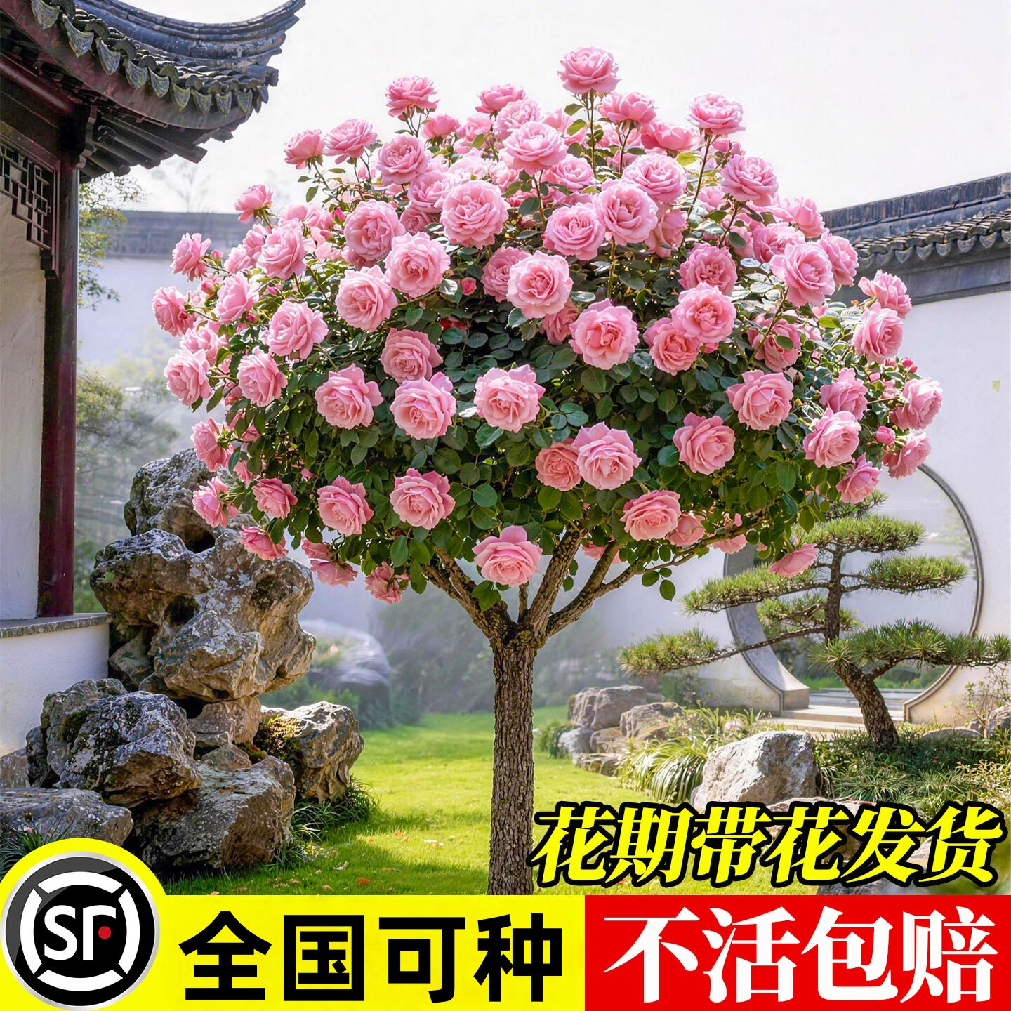 棒棒糖树桩月季花苗盆栽带花月季花卉特大花朵四季植物玫瑰花树苗