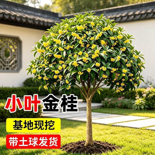 小叶金桂桂花树苗庭院好养